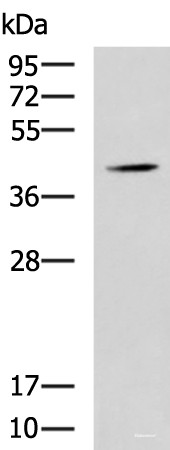 Anti-SPI1