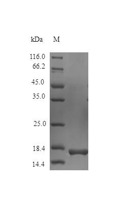 Interleukin-36 gamma protein (Il36g) (Active), mouse, recombinant