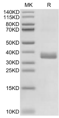 APOE4/Apolipoprotein E, His, Human