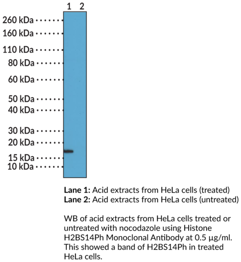 Anti-Histone H2BS14Ph Monoclonal Antibody (Clone RM238)