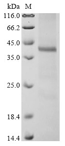 1-Acyl-sn-glycerol-3-phosphate acyltransferase delta (AGPAT4), human, recombinant