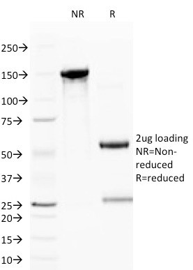 Anti-CD59 / Complement Regulatory Protein / Protectin, clone BRA-10G