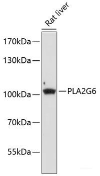 Anti-PLA2G6