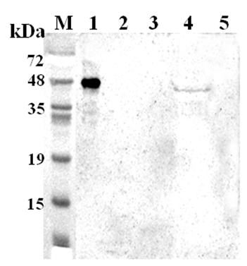 Anti-TDO (human)