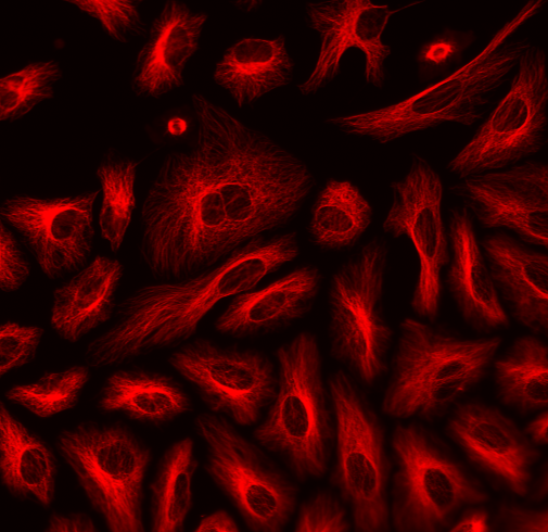 ReadiLink(TM) Rapid XFD555 Antibody Labeling Kit *Production Scale*