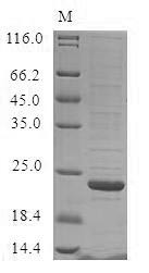 Odorant-binding protein, bovine, recombinant