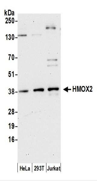 Anti-HMOX2