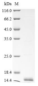 Major allergen I polypeptide chain 1 (CH1), cat, recombinant