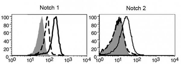 Anti-Notch1 (mouse) , clone 22E5, Biotin conjugated