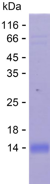 Recombinant Human MPZL2 Protein