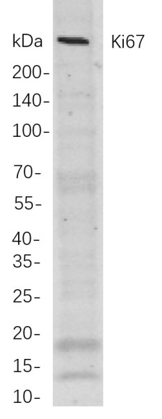 Anti-Recombinant Ki67, clone 1F14