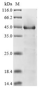 Neuroendocrine secretory protein 55 (GNAS), recombinant human