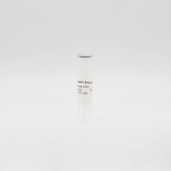 Recombinant OAS1 Enzyme, Active, Human, Full-Length