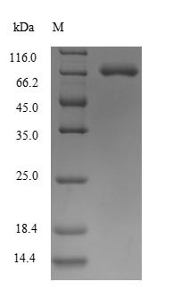 Semaphorin-7A (SEMA7A), human, recombinant