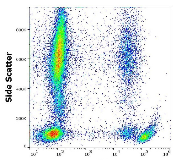 Anti-CD61, clone VIPL2 (PE )