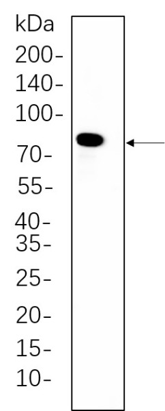 Anti-Recombinant PKC delta, clone 4B13