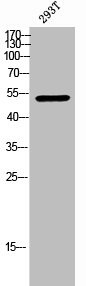Anti-Phospho-CHEK1 (S317)