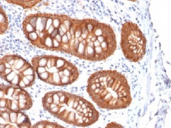 Anti-EpCAM (recombinant antibody), clone rVU-1D9