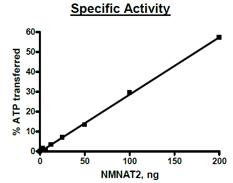 NMNAT2, His-Tag