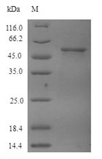 Tubulin beta-4A chain (TUBB4A), human, recombinant