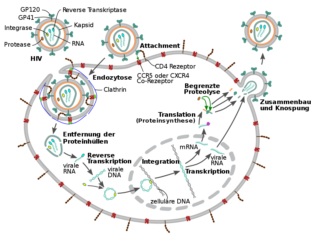HIV_Replication_Cycle_DE