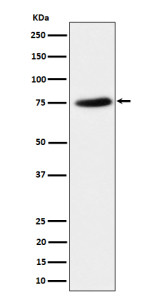 Anti-PPM1G / Protein phosphatase 1G, clone 29P73