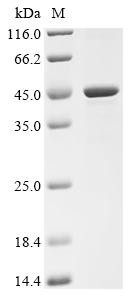 ADP-ribosylation factor GTPase-activating protein 1 (ARFGAP1), human, recombinant