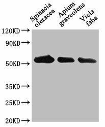 Anti-PEX14