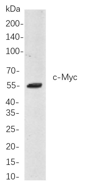 Anti-Recombinant c-Myc, clone 8D4