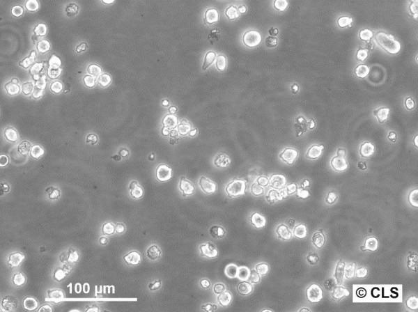 NS-1 (P3/NS/1-Ag4.1) Cells