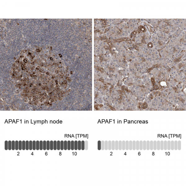 Anti-APAF1