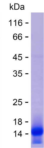 Recombinant Human DTD2 Protein