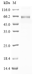 Angiopoietin-1 (ANGPT1), dog, recombinant
