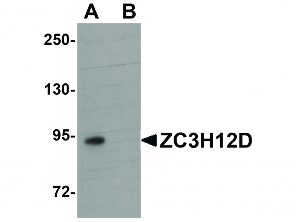 Anti-ZC3H12D