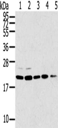 Anti-TPD52L1