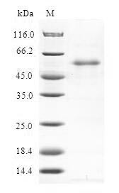 Regulator of G-protein signaling 20 (RGS20), human, recombinant