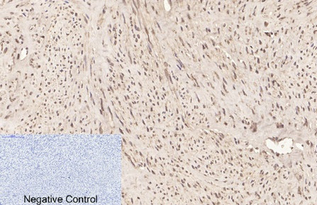 Anti-Cyclophilin B, clone 2B10