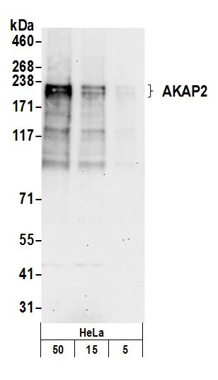 Anti-AKAP2