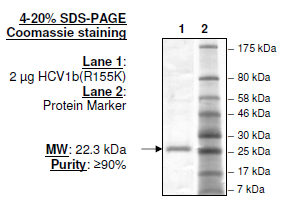 HCV1b (R155K), FLAG-His-tags Recombinant