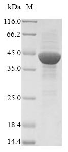 Aminopeptidase N (ANPEP), partial, swine, recombinant