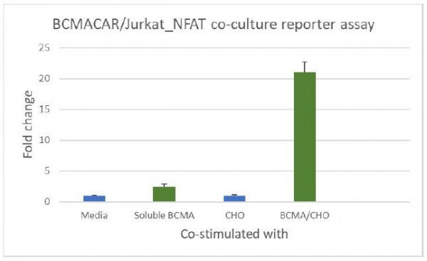 Anti-BCMA CAR Jurkat/NFAT (Luciferase) Reporter Cell Line