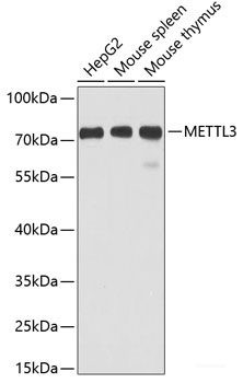 Anti-METTL3