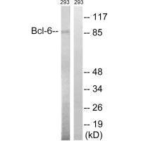 Anti-BCL6 (Ab-333)
