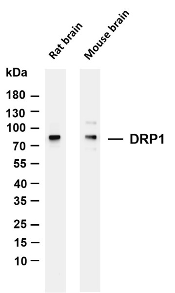 Anti-Recombinant DRP1, clone 2C6