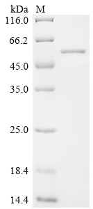 Tetanus toxin, partial, Clostridium tetani, recombinant