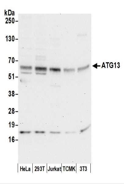 Anti-ATG13/KIAA0652