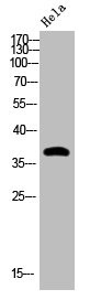 Anti-Phospho-CREB1 (S133)