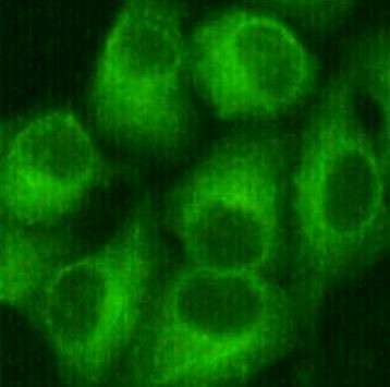 Anti-beta Tubulin (FITC)