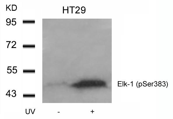 Anti-phospho-Elk1 (Ser383)