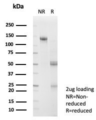 Anti-SNW1 / NCoA-62 / SKIP, clone PCRP-SNW1-2A1